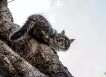 „Luna felinelor” revine la Nat Geo Wild. Ce documentare sunt în program