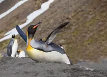 Marți, pe 25 aprilie, Animal Planet sărbătorește Ziua Mondială a Pinguinilor!