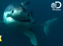 GALERIE FOTO. Luni, 23 iulie, Shark Week se întoarce la Discovery Channel pentru cea de-a 30-a aniversare