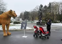 GALERIE FOTO. BBC Earth aduce documentarul „Dinastii” în România