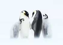 GALERIE FOTO. Astăzi, BBC Earth difuzează al doilea episod al seriei „Dinastii” – „Împăratul”