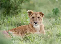 GALERIE FOTO. „Leul”, al treilea episod al seriei „Dinastii”, va fi difuzat astăzi, 6 decembrie, la BBC Earth