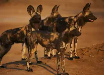 GALERIE FOTO. Al patrulea episod al seriei „Dinastii”, „Câinele sălbatic african”, e difuzat astăzi, la BBC Earth