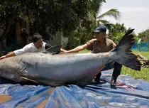 History difuzează, începând din 13 noiembrie, cele mai bune momente din seria documentară „În căutarea monștrilor”