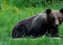 „Arthur şi fraţii săi”- ancheta ce încheie sezonul „Dosar România”, la TVR 1