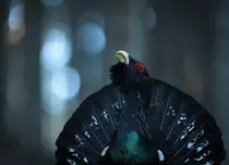 „Mai avem motive de bucurie, trebuie doar să deschidem ochii să le vedem”. „România sălbatică” intră de mâine în cinematografe