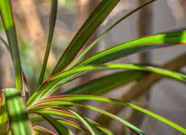 Dracena – floarea fericirii