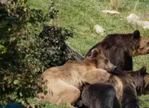 Sanctuarul de urşi de la Zărnești, în centrul atenției, la „Dosar România”. „Cred într-un cer fără gratii”