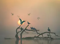 „România sălbatică”, super documentarul dedicat naturii din România, disponibil pe HBO Max