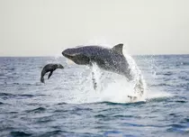 Shark Week 2022 începe la Discovery. Documentarele în premieră