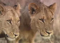 National Geographic Wild difuzează în februarie programul de documentare „Duminici cu feline” 