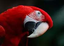 Păsările dorm și visează în timpul zborului?