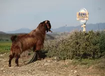 „Ferma vedetelor” se pregătește de start!