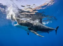 La Discovery începe „Shark Week”. Programele sunt disponibile și online