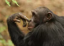 GALERIE FOTO. „Cimpanzeii”, primul episod al seriei „Dinastii”, va fi difuzat astăzi de BBC Earth