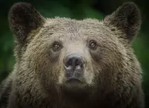 „Transilvania: urșii din spatele casei”, un documentar filmat în România, în premieră la Viasat Nature. Programul de difuzare