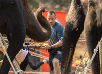 Mane Voicu s-a accidentat la Asia Express 2024. A fost doborât de elefanți. „M-au dat pe jos!”