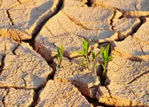 Top 5 culturi rezistente la secetă pentru climatul românesc
