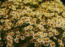 Remedii din plante care te susțin în sezonul rece: ce ingrediente naturale stau la baza suplimentelor pentru răceală