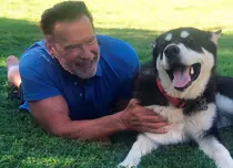 Arnold Schwarzenegger revine! „King Conan”, „Predator” și „Commando 2” sunt în lucru cu starul original. Ce știm până acum despre proiecte