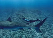 National Geographic aduce în iulie documentare spectaculoase. Tom Hiddleston, Pompeii și SharkFest, printre premiere