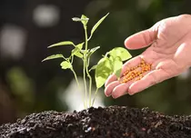 Îngrășăminte – rolul lor în îngrijirea plantelor și greșelile care fac mai mult rău decât bine