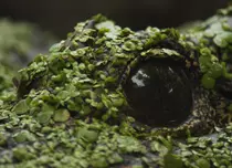 Ce vedem la National Geographic și National Geographic Wild în octombrie 2026. Premierele lunii