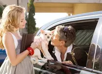 Chihuahua de Beverly Hills