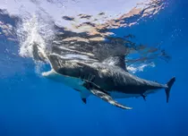 La Discovery începe „Shark Week”. Programele sunt disponibile și online