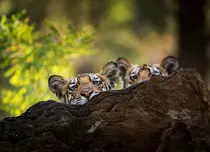 GALERIE FOTO. În această seară, se termină serialul documentar „Dinastii”, cu episodul „Tigrul”