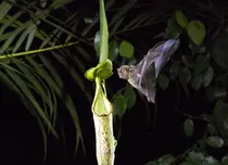 GALERIE FOTO. Netflix prezintă imagini în premieră din noul serial documentar „Planeta noastră”