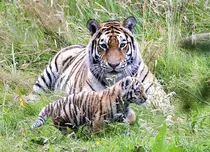 Netflix a lansat trailerul pentru „Tiger King 2”. Când va avea premiera