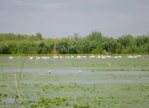 ROventura, 7 septembrie 2024. O călătorie fascinantă la Crișan, în minunata Delta Dunării