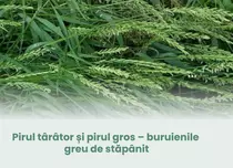 Pirul târâtor și pirul gros – buruienile greu de stăpânit