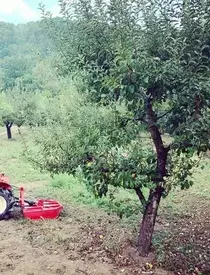 casa tara dana nalbaru