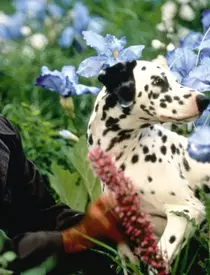 Mrs.-Doubtfire,-1993