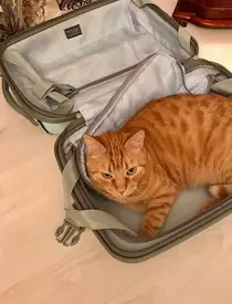 Astăzi este Ziua Internațională a pisicilor! Iată cele mai simpatice feline ale vedetelor din România!