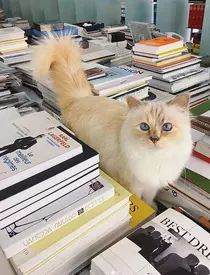 Choupette-si-Karl-lagerfeld