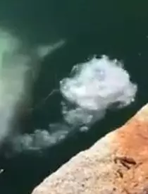 Screenshot-2020-03-18-at-14.21.14