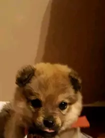 E dureros ce s-a întâmplat cu Maxy, câinele lui Costin Mărculescu, după moartea actorului. "În memoria lui, rudele ar fi trebuit să..."