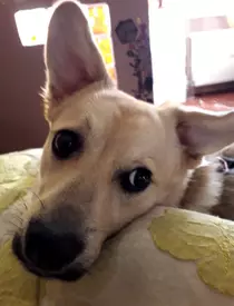 caine-Costin-Marculescu-2-2