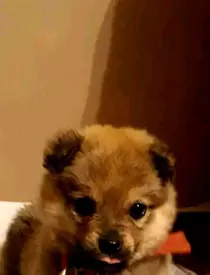 Ce s-a întâmplat cu Maxy, câinele lui Costin Mărculescu. A fost adoptat, însă noua stăpână a fost nevoită să ia o decizie radicală: "A fost dus..."