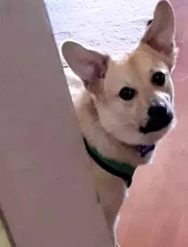 caine-Costin-Marculescu-2-2