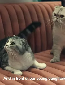 Taylor Swift Leaving TriBeCa Apartment with her Cat Olivia Benson