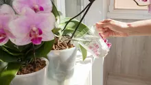 Cele mai bune metode de udare a orhideelor, conform experților în grădinărit