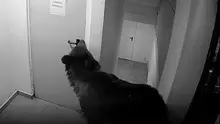 Un urs a intrat într-un hotel din Poiana Brașov, iar angajații au stat de pază toată noaptea: „La 112 i s-a spus că nu este o urgență și să nu mai sune la ei”