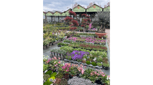 7 plante pentru terasă și jardiniere care rezistă toată vara și arată spectaculos
