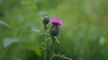 Detoxifiere fără promisiuni miraculoase: ce rol are un complex cu armurariu, păpădie și aloe vera