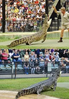 Același loc, același crocodil… 15 ani mai târziu, în locul tatălui se află fiul!