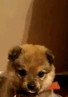 caine-Costin-Marculescu-2-2